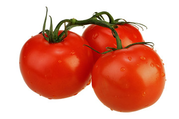 Ripe tomatoes on the twig