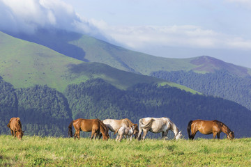 Fototapeta na wymiar Horses in the mountains landscape