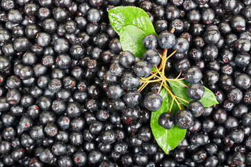 A pile of chokeberry fruits. Fruit background