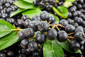 A pile of chokeberry fruits. Fruit background