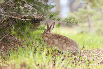 A snowshoe hare, Lepus americanus, feeding on grass in early summer on Hurricane Ridge, Washington.