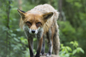 Red fox with green background