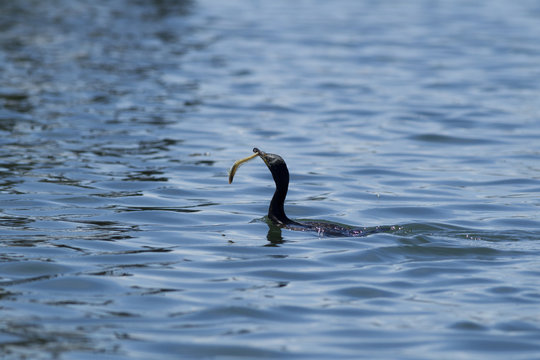 Pelagic Cormorant catches fish.