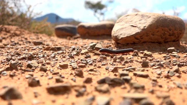 centipede crawling through the desert