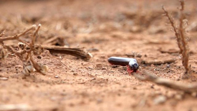 centipede crawling through the desert