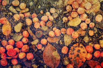 Grunge textured natural seasonal autumn background with small fallen red apples and leaves