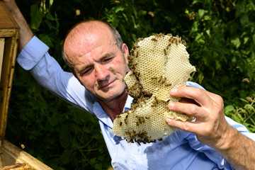 Wildbau im Bienenstock
