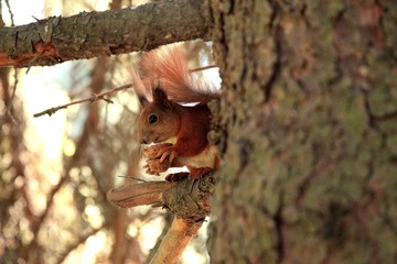 Red squirell on the tree branch