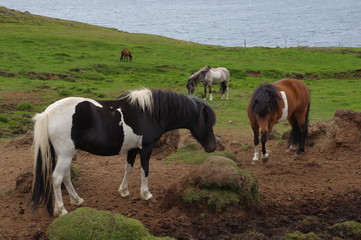 Verschiedene Islandponys