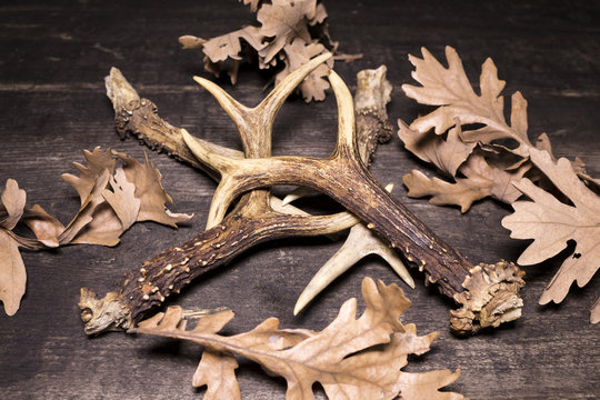 Fototapeta Deer Antlers On Wooden Background