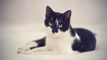 Black-and-white cat