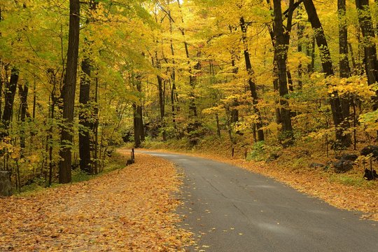 Autumn Colors Along a Rural Road