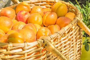 Ripe apricots in a wicker basket in the garden