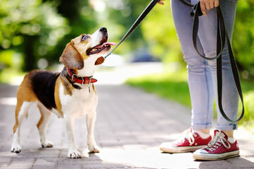 Jeune femme avec chien Beagle dans le parc