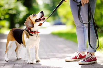 Abwaschbare Fototapete Hund Junge Frau mit Beagle-Hund im Park