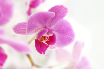Pink orchid on light background
