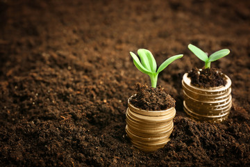 Coins in soil with young plant. Money growth concept.