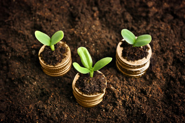 Coins in soil with young plant. Money growth concept.