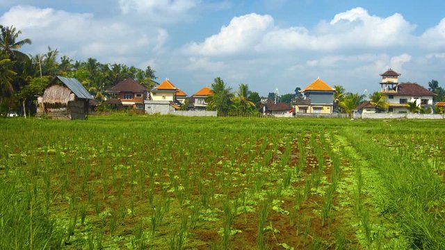 Typical rice field on a farm near Ubud, Bali, Indonesia, with modern houses in the background. Video 3840x2160