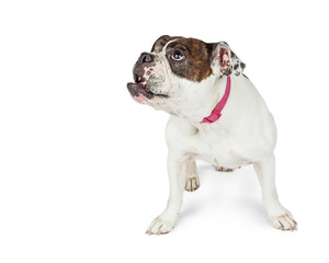 English Bulldog Looking Side With Copy Space