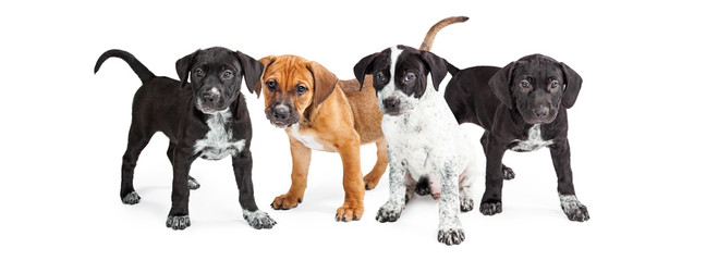 Four Cute Puppies Social Media Banner