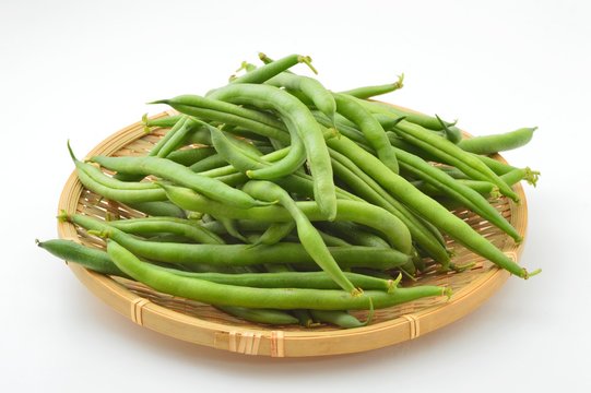 インゲンマメ
