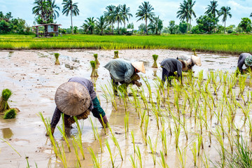 Thai Farmers transplant rice seedlings
