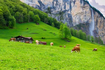 Fototapeten Summer landscape with cow grazing on fresh green mountain pastur © volgariver