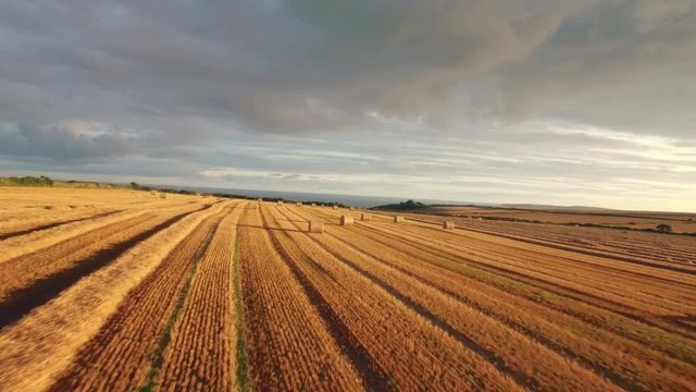 Drone footage of golden fields in high quality format