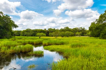 Foto op Plexiglas Florida wetland © volgariver