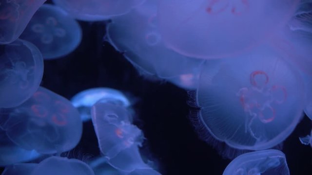 Moon Jellyfish Aurelia Aurita 16