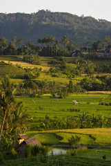 Sidemen, Bali, Rice Terraces.  Some of the most beautiful rice terraces can be seen in east Bali, Indonesia. © LoweStock