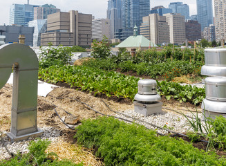 Urban Rooftop Farm