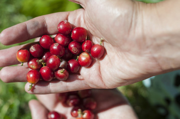 Mano con caf&eacute;