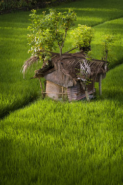 Balinese Rice Field Hut. A tree grows out of a hut used by field workers to escape the heat and provides a rest area from their back breaking work. Ubud, Bali, Indonesia.