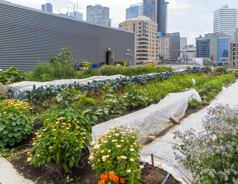 Urban Rooftop Farm