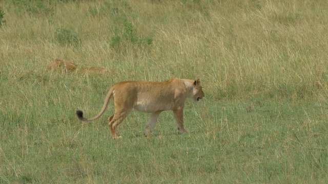 Lioness walking across the savannah to young lion in the bush