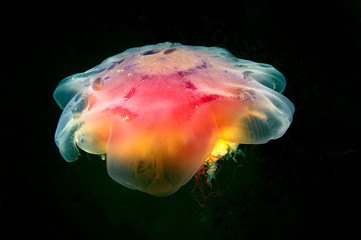 Naklejka premium Cyanea jellyfish (also known as Lion Jelly) swims in the dark.