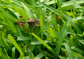 草むらの中のバッタ