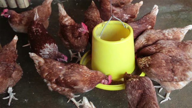 chicken or hen eating in poultry food in farm, top high angle view