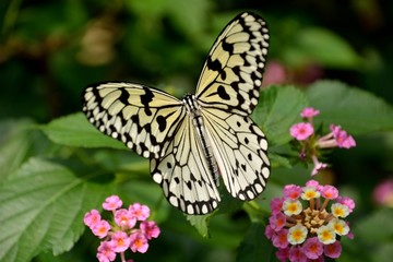 Fototapeta premium オオゴマダラ蝶