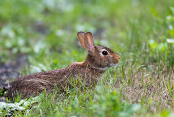 Naklejka na ściany i meble Adorable Eastern Cottontail (Sylvilagus Floridanus) rabbit, a member of the Leporidae family, is in a defensive stance among green grasses at Wallkill National Wildlife Refuge, New Jersey