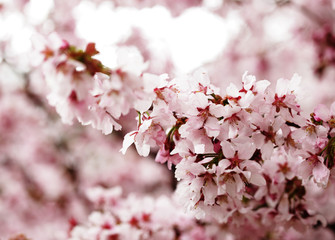 Pink cherry blossoms in garden outdoors close up