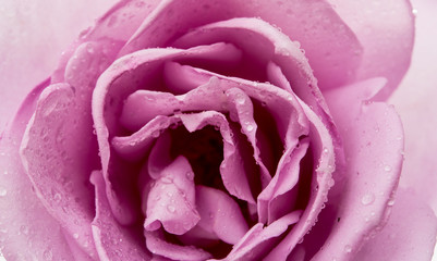 lilac rose close up