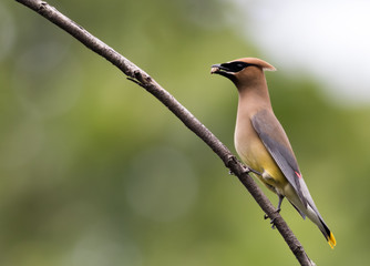 Beautiful Cedar Waxwing male (Bombycilla Cedrorum), a member of the Bombycillidae family, is perched on a single branch looking left