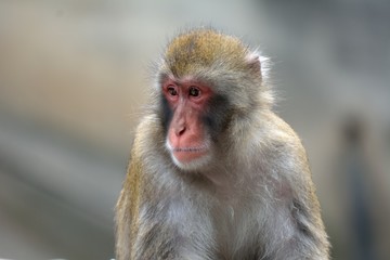 Fototapeta premium ニホンザル 日本猿