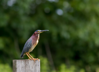 Green Heron (Butorides virescens) perched on a wooden post at Wallkill National Wildlife Refuge, New Jersey