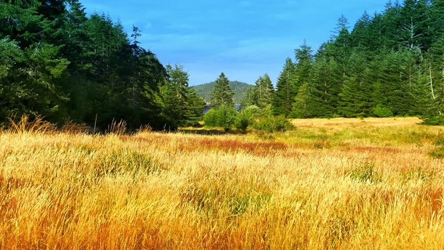 4K Tall Yellow Grass Field Swaying in the Wind, Natural Forest Landscape