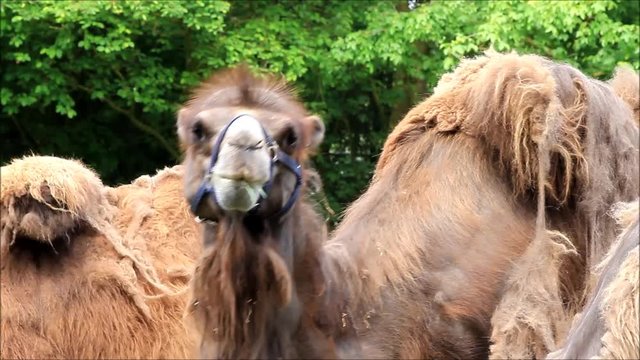 two camels eating grass
