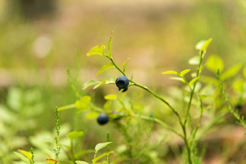 Blueberries grows in the forest, ripe blueberries